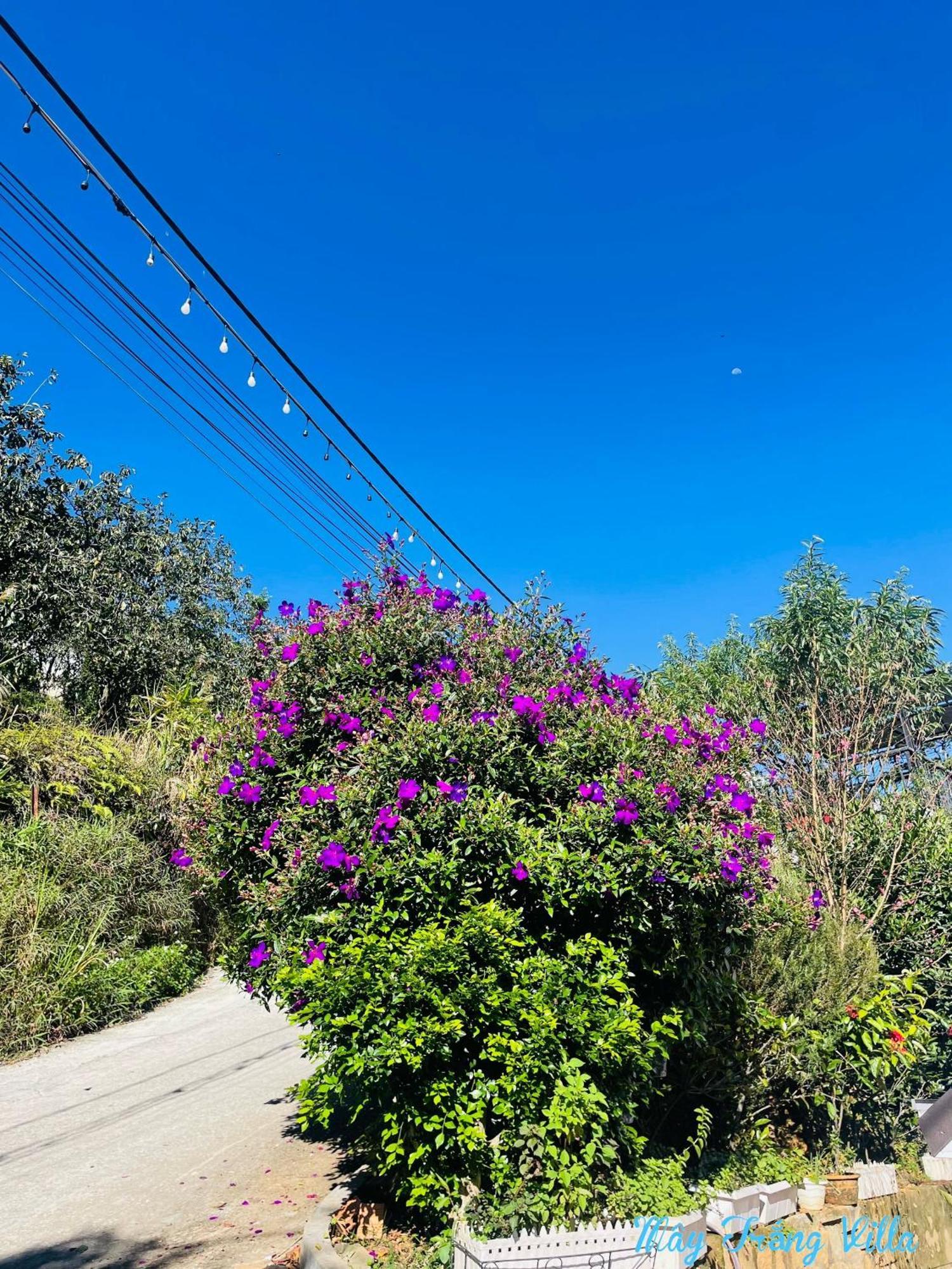 May Trang Villa 大叻 外观 照片